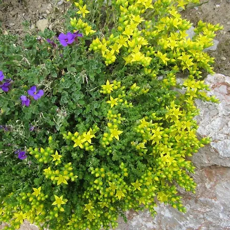 Апартаменты Binderhof Weisspriach